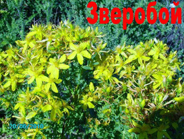 Зверобой продырявленный