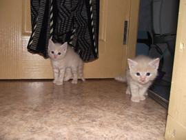 Животные-кошки.