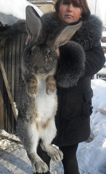 племенной молодняк кроликов-гигантов