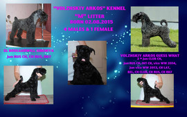 Щенки керри-блю-терьера