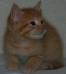 Отдам в добрые руки котят!