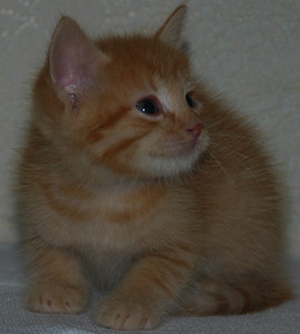 Отдам в добрые руки котят!