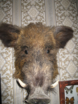 голова кабана 3