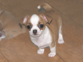 Щенки чихуахуа с родословной FCI - RKF