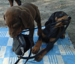 Продаются щенки с документами