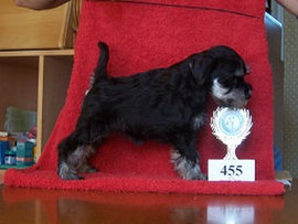 Цвергшнауцера щенки