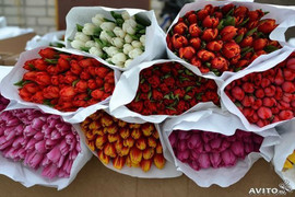 Тюльпаны в Красноярске оптом и в розницу