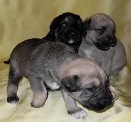 Отдам в добрые руки хорошеньких щенков !!!! 2