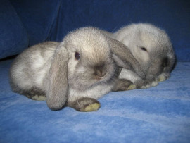 Супер карликовые вислоухие крольчата из питомника