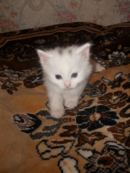 Отдам котят в добрые руки 4