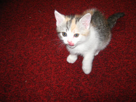 Продам.Кошечка скоттиш-страйт 3