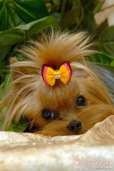 Вязка.Чемпионы-Микро йорики 5 кобелей-800гр