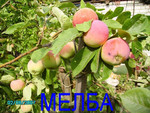 Карликовая и полукарликовая яблоня Мелба