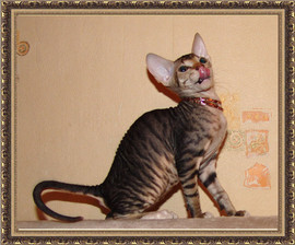 Котята Донского сфинкса 5