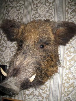 голова кабана 2