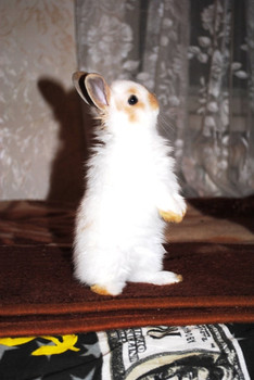 Декоративные кролики