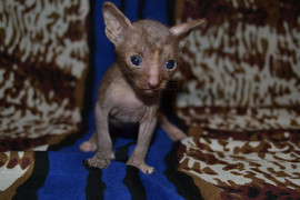 Изумительный котик и кошечка Корниш рекс на резервирование 4