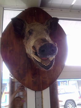 чучело кабана