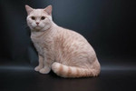 Котики британские плюшевые кремового окраса.