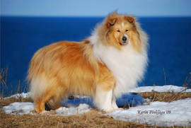 Продам Щенков шелти