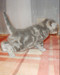 Продаются шотландские вислоухие и прямоухие котята