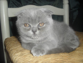 Клубные котята шотланские страйт и фолд