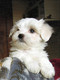 Мальтезе (болонка мальтийская) щенки