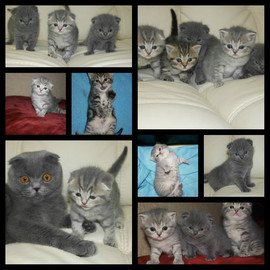 Продам шотландских вислоухих клубных котят