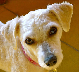 Panasonic LumixDMC-LX2 Black, РосТест. 5