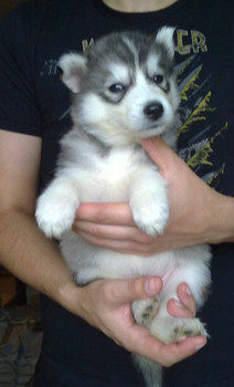 Хаски продаю недорого