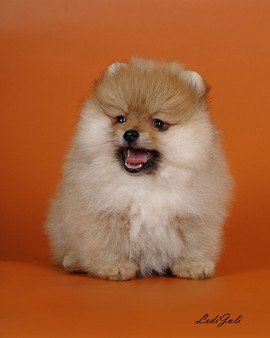 померанский шпиц 3