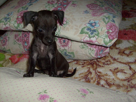 Продадим щенка той-терьера