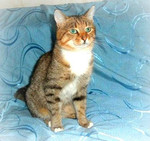 Голубоглазый кот в добрые руки (1,5 года)