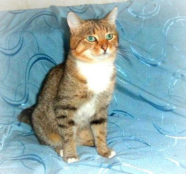 Голубоглазый кот в добрые руки (1,5 года)