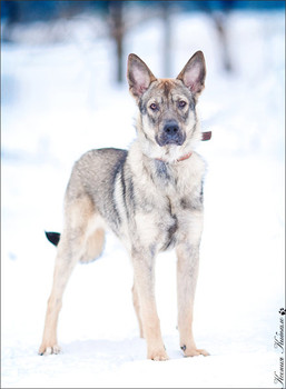 Вилли метис овчарки - в дар.