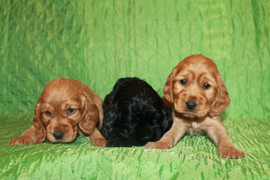 Английский кокер спаниель