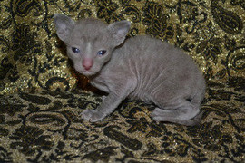 Элитные кудрявые котята Корниш рекс 3