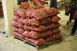 Картофель оптом 5+ от производителя 3