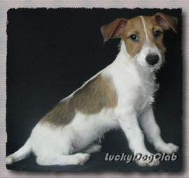 Джек рассел терьер