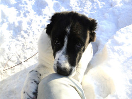 Щенок Алабая