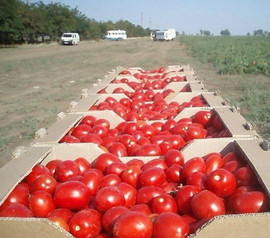 Овощи с полей Краснодара