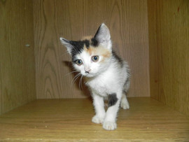 Котята в добыре руки