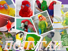 Продажа попугаев