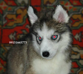 Очаровательный щенок хаски недорого