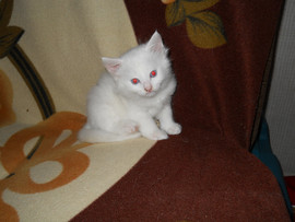 Отдам котят в добрые руки 2