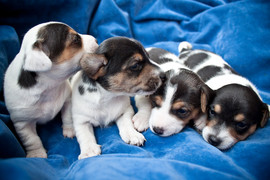 JRT, щенки джек рассел терьера, ДРТ, собака из фильма маска