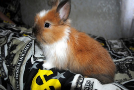 Декоративные кролики 4