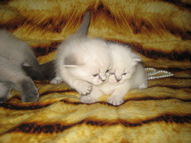 Британские очаровательные котята 3