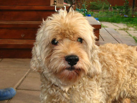 Деня – метис спаниеля и терьера в дар