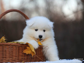 Щенки самоеда